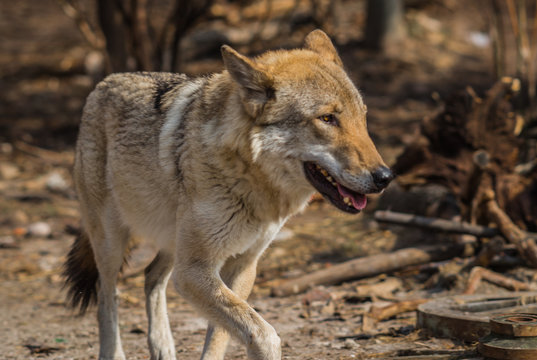 Wolf in natural habitat, Curonian Spit, Kaliningrad region, Russia