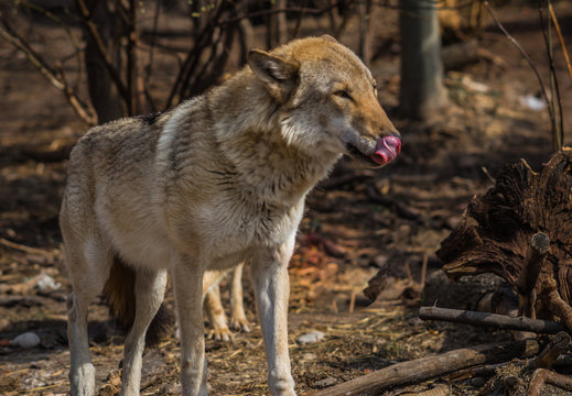 Wolf in natural habitat, Curonian Spit, Kaliningrad region, Russia