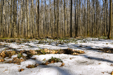 Melting snow in the spring in the forest.