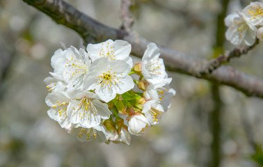 Cherry blossoms in valle del jerte ,spring time in Spain
