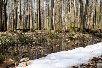 Melting snow in the spring in the forest.
