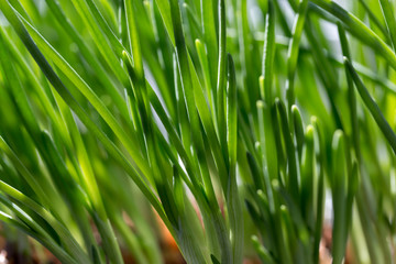 spring young grass