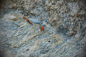 Catacanthus incarnatus on the rough rock, nature macro.