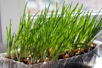 young bow stretches to the light