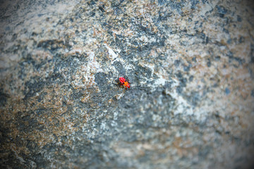 Catacanthus incarnatus on the rough rock, nature macro.