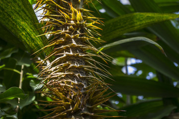 Egzotyczny kwiat © Asfodel