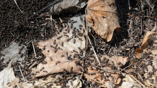 Ants in an anthill. Ants in the spring sunny forest after winter.