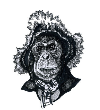 A monkey in a hat.