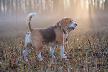 Beagle dog on a walk in the fog