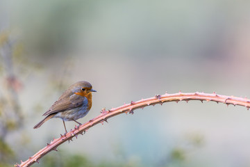 detailed portrait of a robin (Erithacus rubecula) perched on a bush.