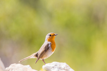 detailed portrait of a robin (Erithacus rubecula) perched on a stone