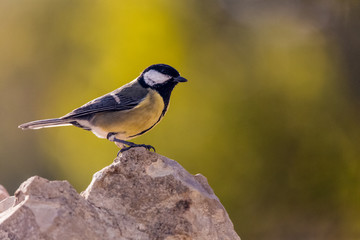 Obraz premium Szczegółowy portret bogatka (Parus major) siedzący na skale z zielonym tłem.