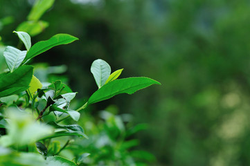 Growing green tea trees in spring mountains