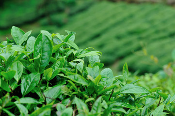 Growing green tea trees in spring mountains