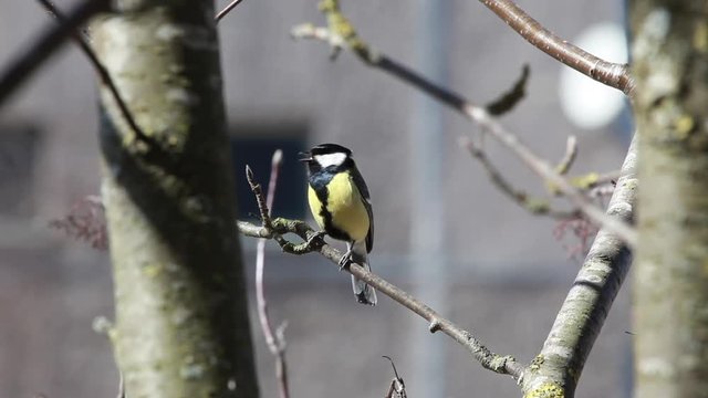 The bird a titmouse big sits on mountain ash branch and makes different sounds