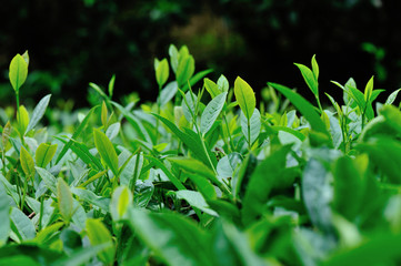 Growing green tea trees in spring mountains