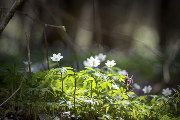 Spring flower. Beautiful blooming first small flowers in the forest. Hepatica. (Hepatica nobilis)