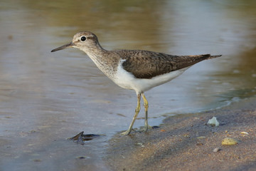 bird, nature, sandpiper, wildlife