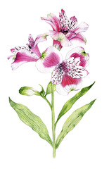 Hand drawn watercolor Alstroemeria flower