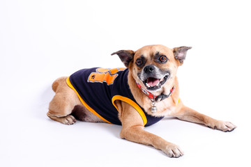 Brown dog hybrids with blue coat on a white background