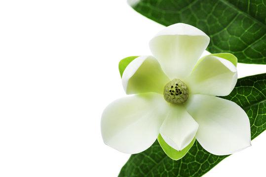 Fototapeta White magnolia flower on isolated background.