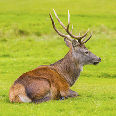 Male Red deer in natural environment on Isle of Arran, Scotland