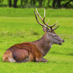Naklejka na ściany i meble Male Red deer in natural environment on Isle of Arran, Scotland