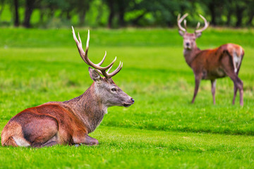 Red deer herd in natural environment on Island Arran, Scotland