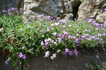 Violaceae, Viola Rugulosa, Flowering plants spotted and photographed in spring in Germany

