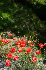 Poppy flowers in sunlight.