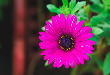 Osteospermum