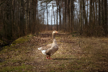 Goose on a sunny edge