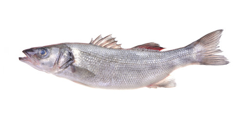 Fish seabass