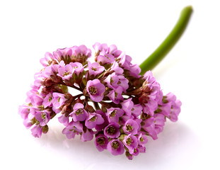 Close-up view to pink flower bergenia (also called elephant-ear, badan, Siberian tea, Mongolian tea, leather bergenia) isolated on white background. Bergenia crassifolia.