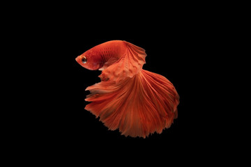 The moving moment beautiful of siam betta fish in thailand on black background.  © Soonthorn