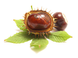 Medical Chestnut