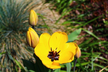 Gelbe Tulpen