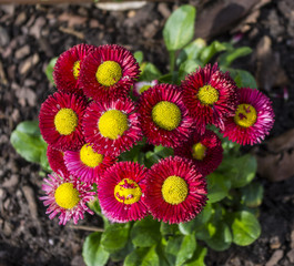 Stokrotki © Asfodel