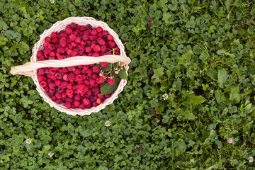 Ripe sweet raspberries in bowl on wooden table © rasskaz