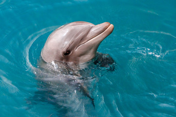 The yong Bottlenose dolphin is swimming in red sea