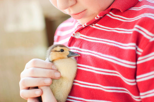 Boy holding a duckling