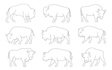 bison line © jan stopka