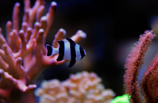 Four Stripe Damselfish - (Dascyllus melanurus)