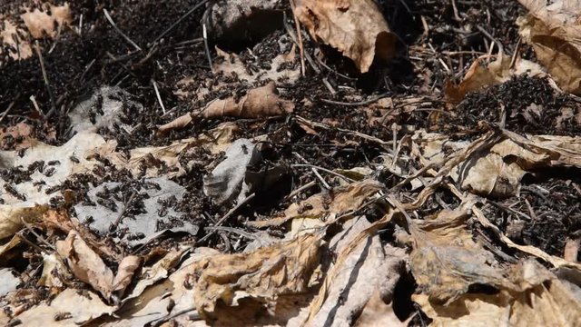 Ants in an anthill. Ants in the spring sunny forest after winter.