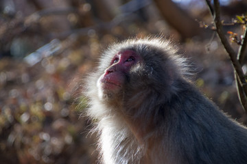 Macaque looking into the sunset