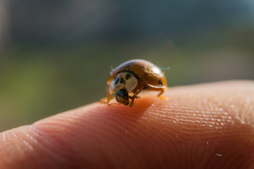 Macro Ladybug