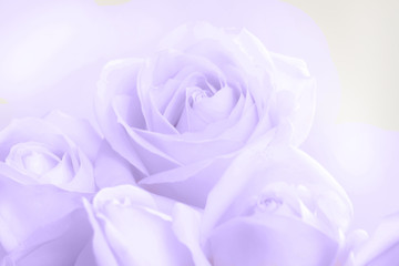 Soft full blown ultraviolet roses as a neutral background for wedding. Toned image.