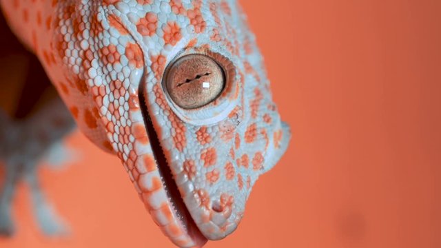 Gecko on the orange wall