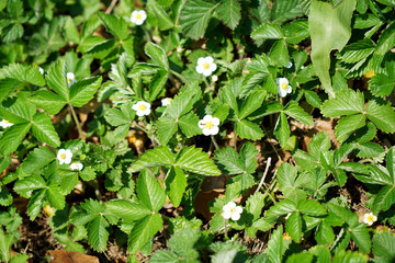 Hawkweed, Asteraceae, Hieracium Peleterianum, Peleti's Hawkweed,
