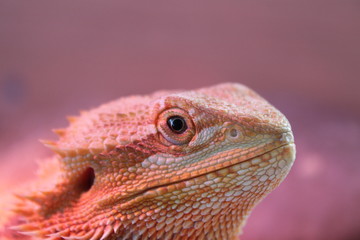 Jack Photos